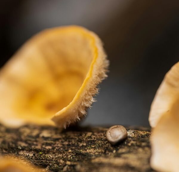 identifier integrity log review